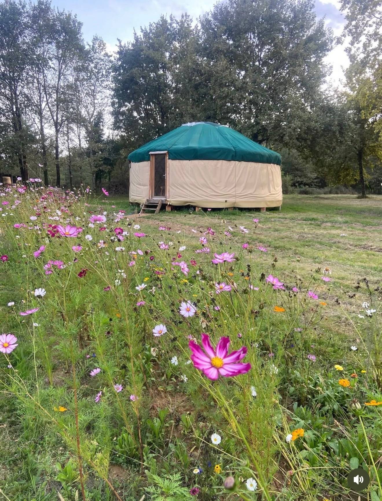 La yourte de L'Art du bilan au milieu d'une prairie de cosmos roses et blancs, entourée d'arbres